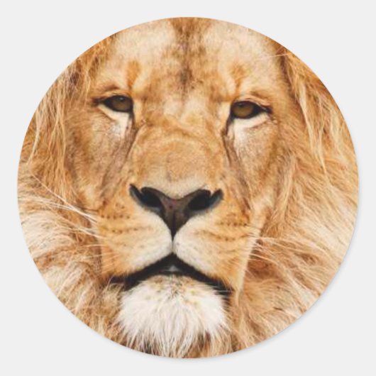 Sticker Rond Coeur du lion (Devant)