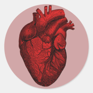 Sticker Rond Coeur humain anatomique