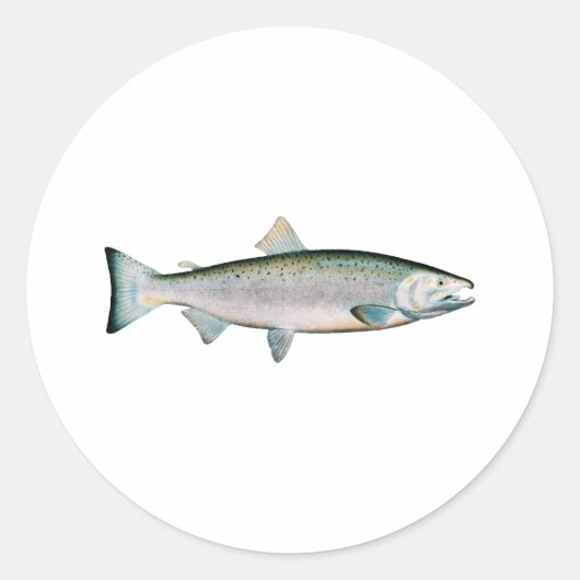 Sticker Rond Coho - Saumon argenté (phase océanique) (Devant)