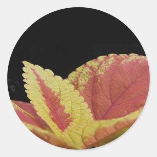 Sticker Rond Coleus Feuilles