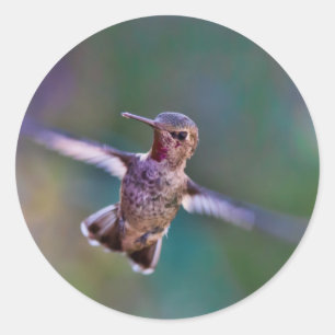 Sticker Rond Colibri