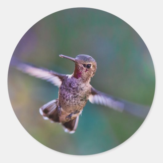 Sticker Rond Colibri (Devant)
