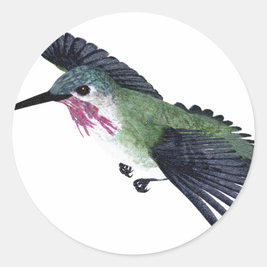 Sticker Rond Colibri (Devant)
