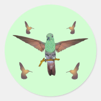 Sticker Rond Colibri