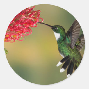 Sticker Rond colibri 1.jpg