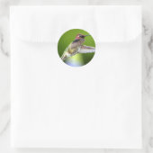 Sticker Rond Colibri (5) (Sac)
