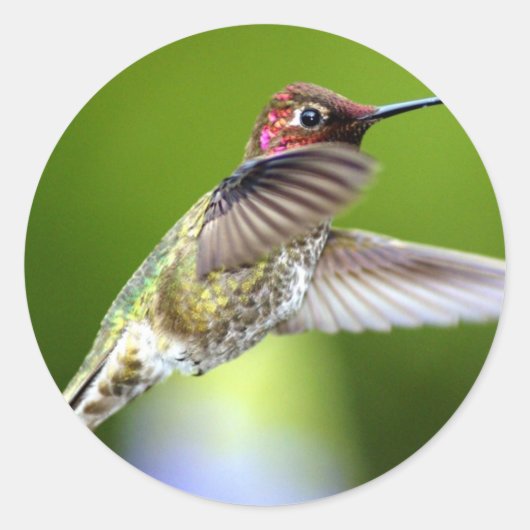 Sticker Rond Colibri (5) (Devant)