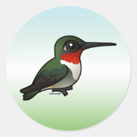 Colibri à gorge rubis