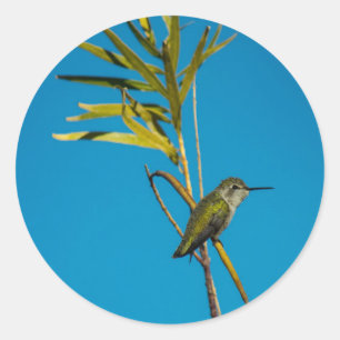 Sticker Rond Colibri à gorge rubis sur arbre