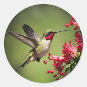 Sticker Rond Colibri Coloré (Devant)
