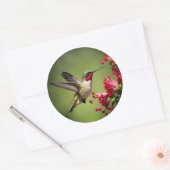 Sticker Rond Colibri Coloré (Enveloppe)