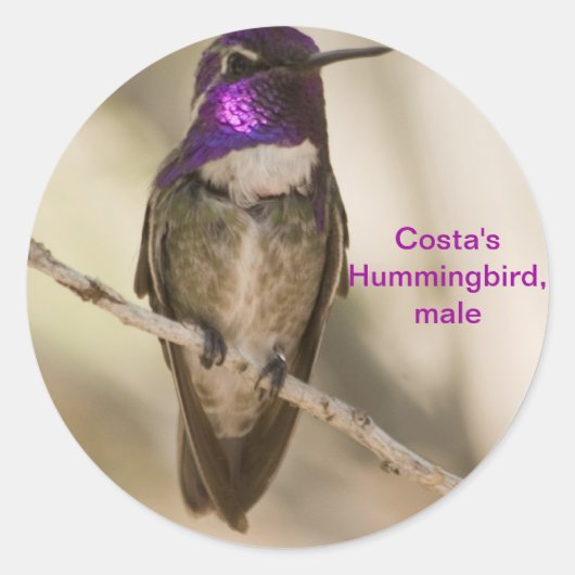 Sticker Rond Colibri de Costa (Devant)
