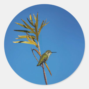 Sticker Rond Colibri femelle