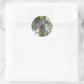 Sticker Rond Colibri nid mexique (Sac)
