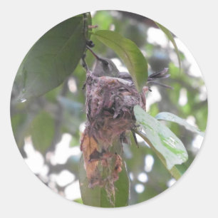 Sticker Rond Colibri nid mexique