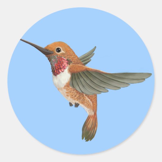 Sticker Rond Colibri roux (Devant)