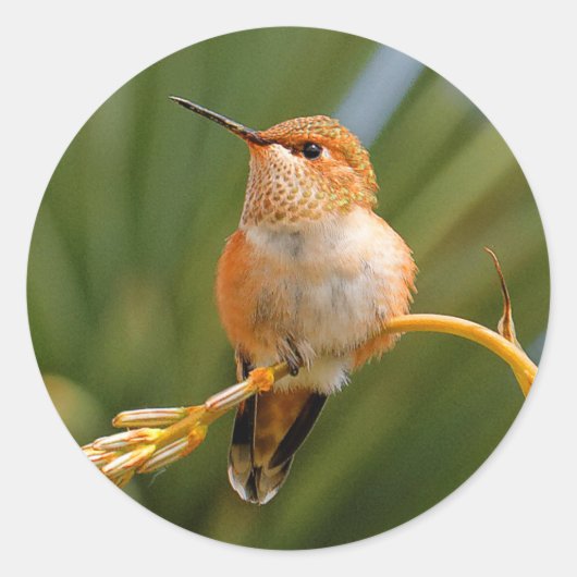 Sticker Rond Colibri roux au repos (Devant)