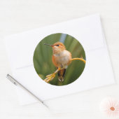 Sticker Rond Colibri roux au repos (Enveloppe)
