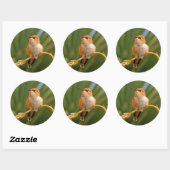 Sticker Rond Colibri roux au repos (Feuille)