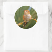 Sticker Rond Colibri roux au repos (Sac)