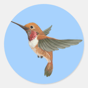 Sticker Rond Colibri Rufous