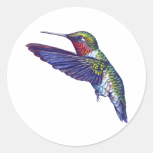 Sticker Rond Colibri Throated rouge