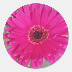 Sticker Rond collant de la marguerite fushia