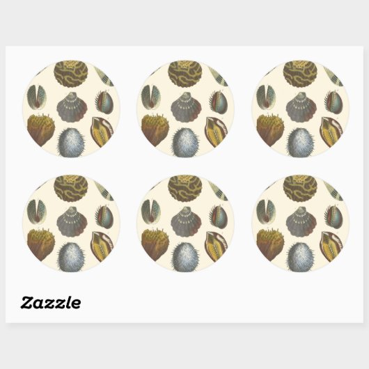 Sticker Rond Collection Conchology (Feuille)