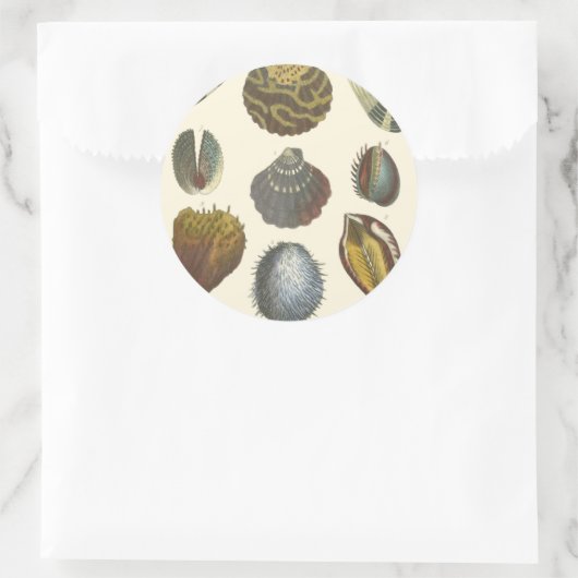 Sticker Rond Collection Conchology (Sac)