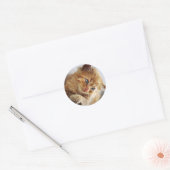 Sticker Rond Collection de chats (Enveloppe)