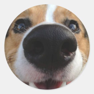 Sticker Rond Collection de nez de chien de corgi de Gallois