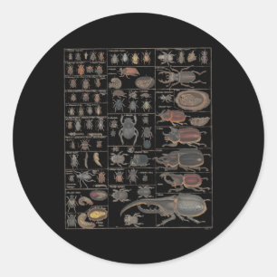 Sticker Rond Collection d'insectes Espèces Bugs Ch Entomologie