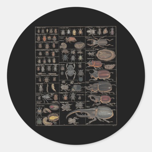 Sticker Rond Collection d'insectes Espèces Bugs Ch Entomologie (Devant)