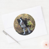 Sticker Rond collie bore (Enveloppe)