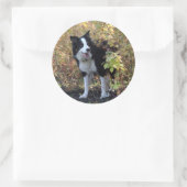 Sticker Rond collie bore (Sac)