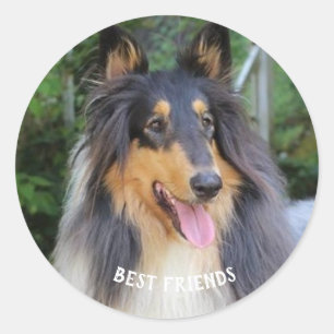 Sticker Rond Collie dog Best FRIENDS