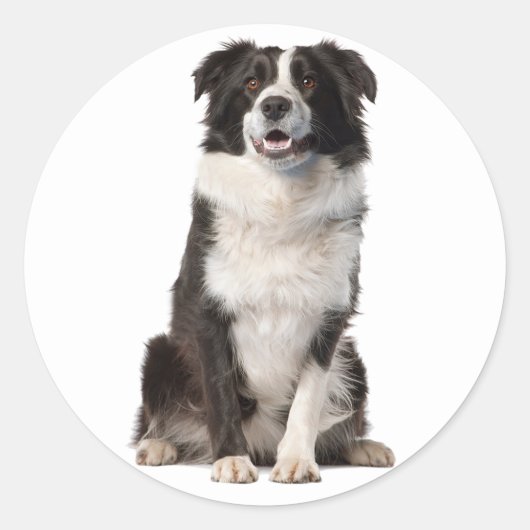 STICKER ROND COLLIE FRONTALIÈRE CHIEN NOIR ET BLANC (Devant)