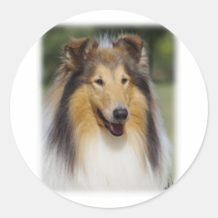Sticker Rond Collie Roiugh AA011D-031