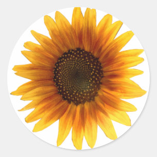 Sticker Rond Collier de tournesol