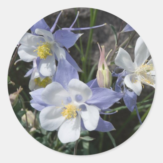 Sticker Rond Colorado columbine (Devant)