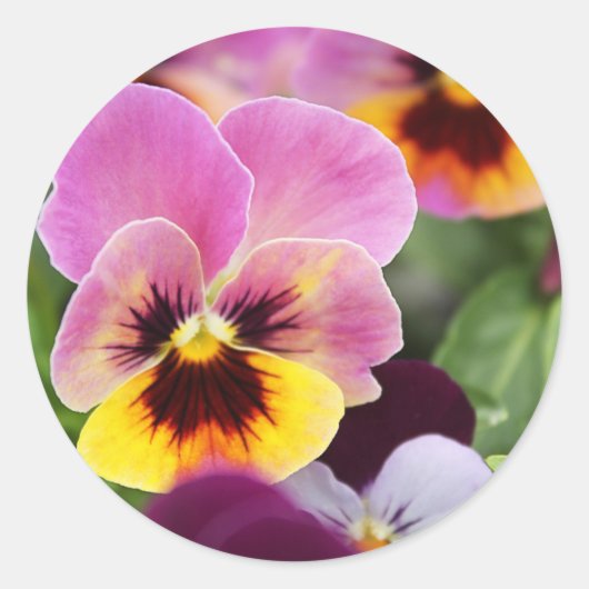 Sticker Rond Coloré rose et jaune Pansy Flower (Devant)