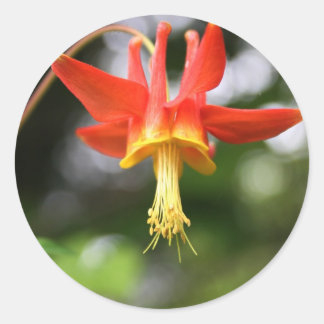 Sticker Rond Columbine sauvage