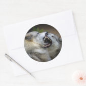 Sticker Rond Combat de loups (Enveloppe)