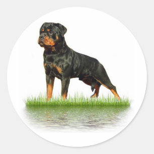 Sticker Rond Comte Antonii de Pasha