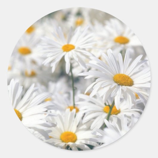 Sticker Rond Conception Daisy (Devant)