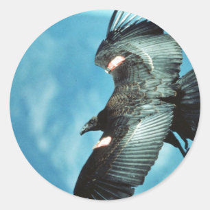Sticker Rond Condor de Californie