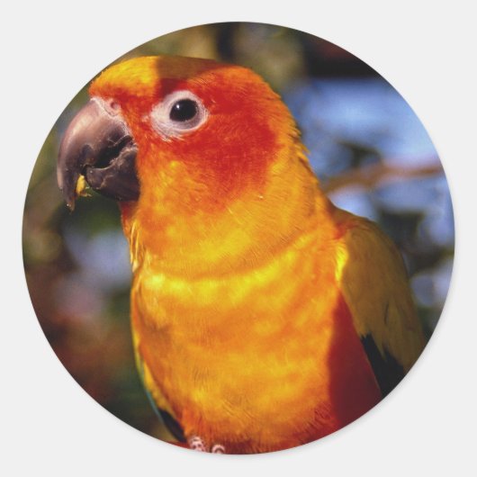 Sticker Rond Constance solaire (Devant)