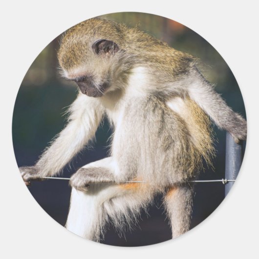 Sticker Rond Contempler le singe (Devant)