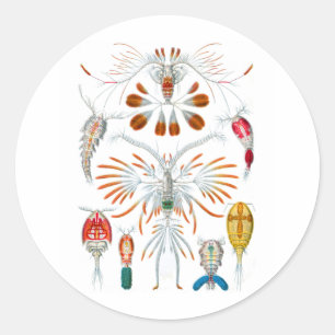 Sticker Rond Copepods
