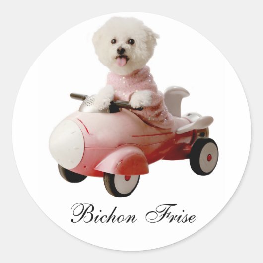Sticker Rond Copie IMG_9658-F1, Bichon Frise (Devant)